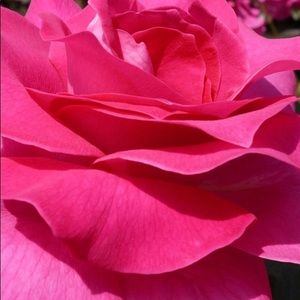 Meet your Posher, Linda